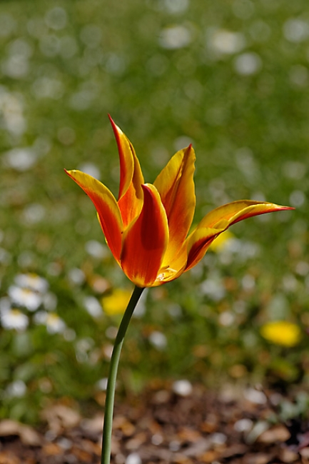 Jardin des Impressionnistes-050